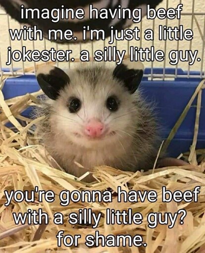 picture of an opossum. "imagine having beef with me. i'm just a little jokester. a silly little guy. you're gonna have beef with a silly little guy? for shame."