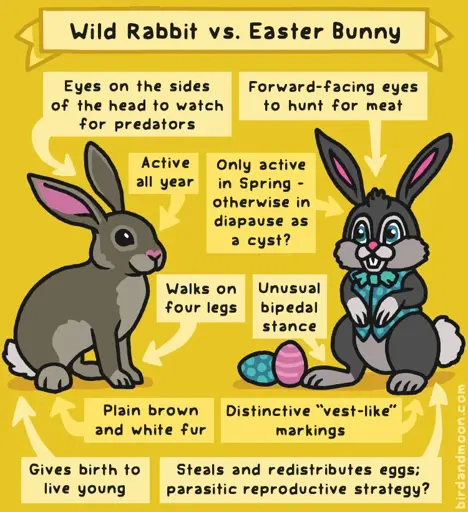 A cartoon drawing of a realistic rabbit and a cartoony Easter bunny, wearing a vest and with Easter eggs. It’s titled “ Wild Rabbit vs. Easter Bunny” and compares different features of each. Rabbit: Eyes on the sides of the head to watch for predators. Bunny: Forward-facing eyes to hunt for meat. Rabbit: Active all year. Bunny: Only active in Spring - otherwise in diapause as a cyst? Rabbit: Walks on four legs. Bunny:  Unusual bipedal stance. Rabbit: Plain brown and white fur. Bunny: Distinctive "vest-like" markings. Rabbit: Gives birth to live young. Bunny: Steals and redistributes eggs; parasitic reproductive strategy?